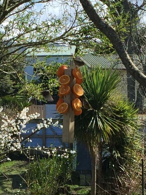 Ferienwohnung Union Street Hideaway Waihi Exterior foto